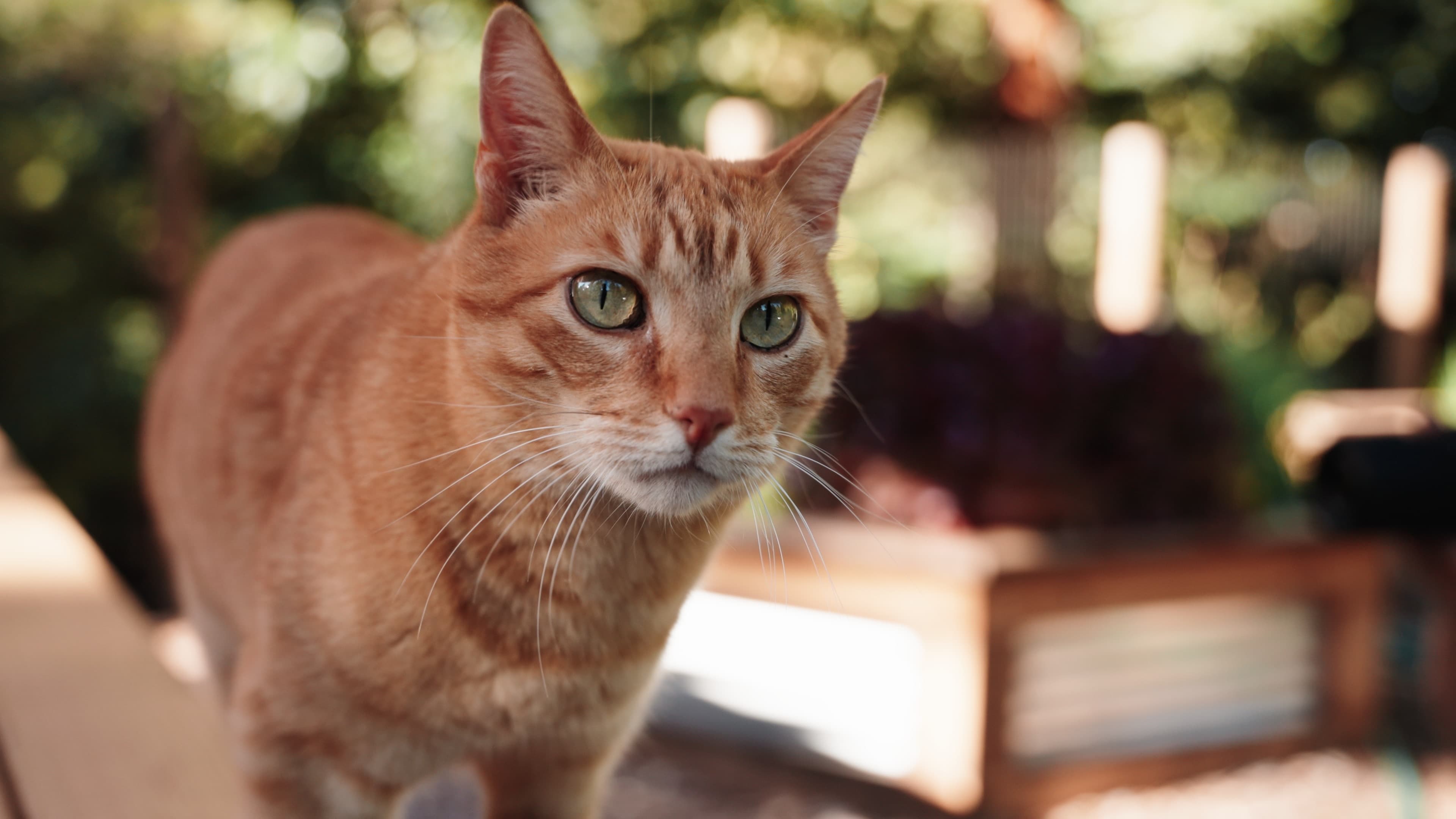 After Premium video production with advanced color grading for beauty product commercial campaign