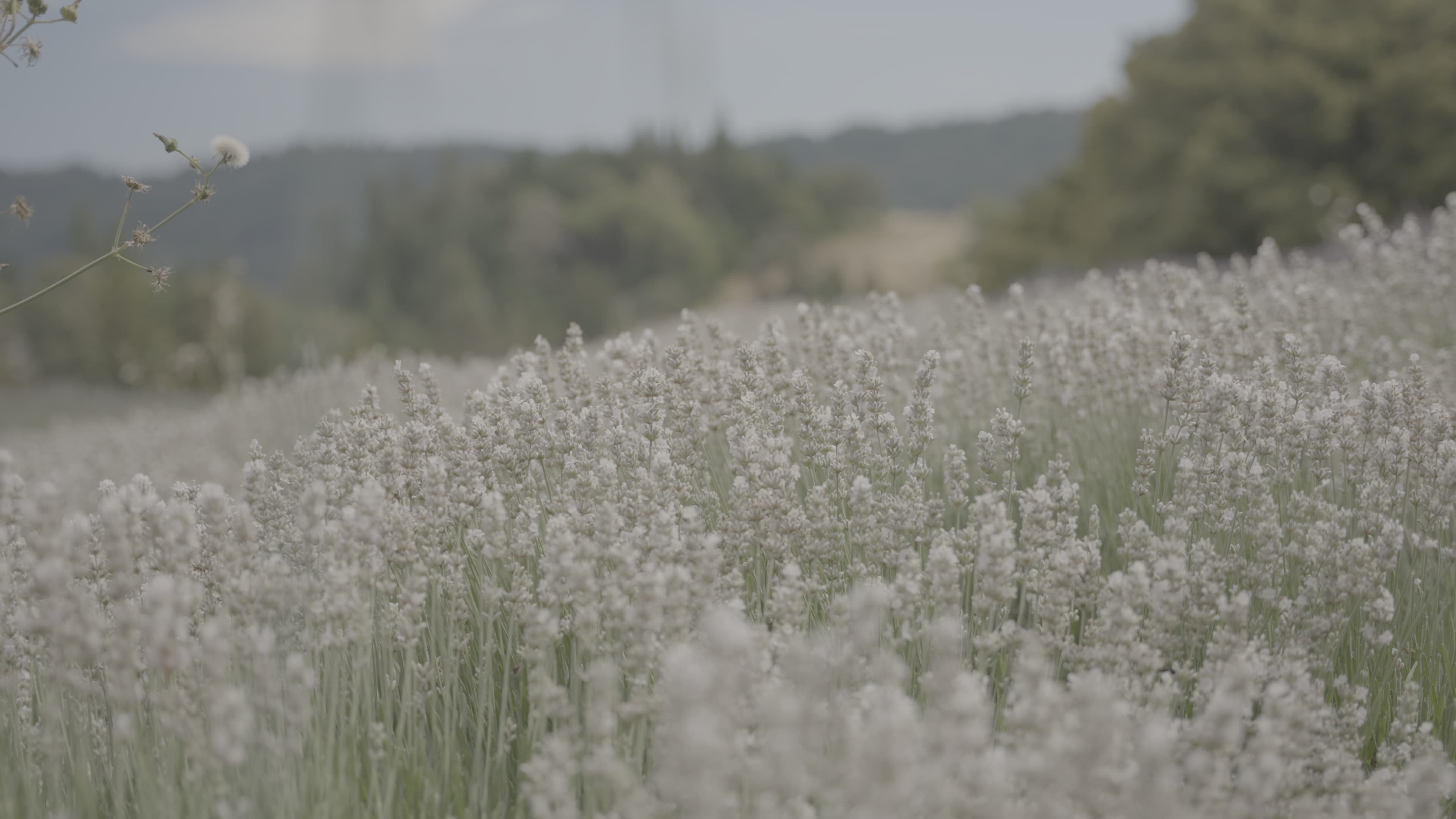 Before Commercial color grading and video production for beauty brand - before and after visual transformation