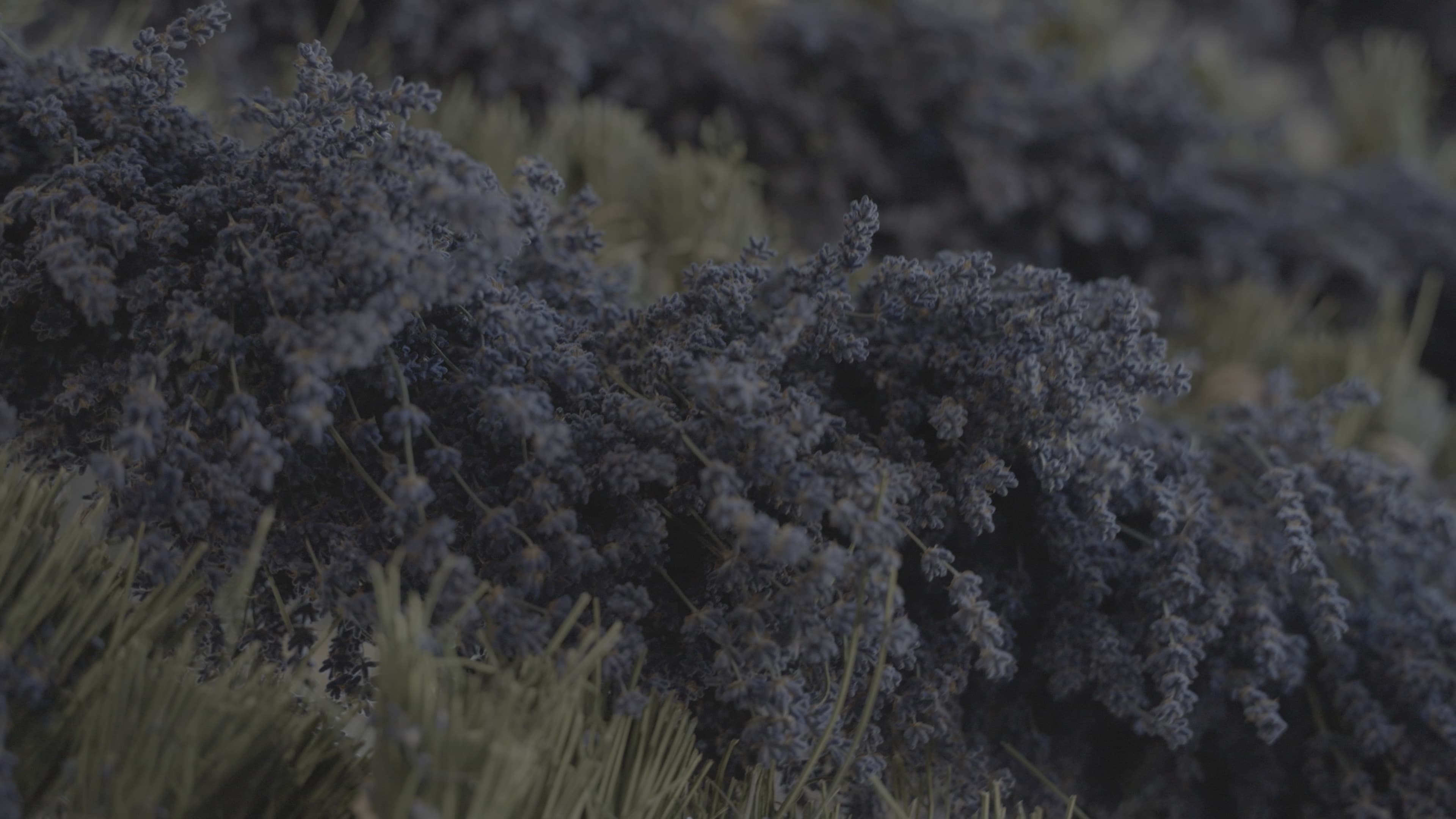 Before Professional commercial video production showcasing color grading and cinematography expertise